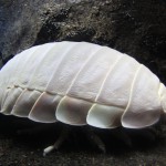 ダイオウグソクムシ