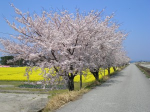 SANYO DIGITAL CAMERA